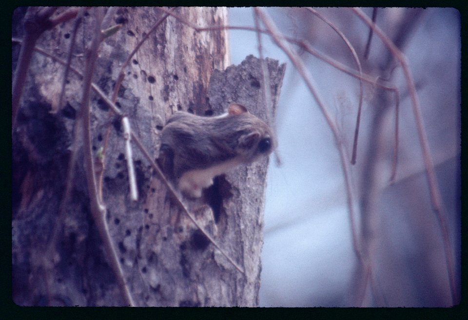 Flying Squirrel 1977